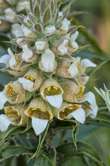 Detailed closeup on a Grecian foxglove wildflower, Digitalis lunata in North Bulgaria © Henk