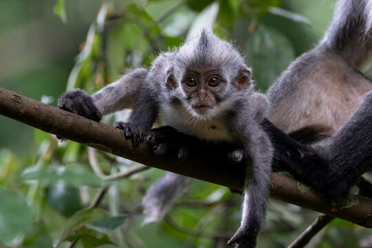 Baby Thomas's Langur Monkey Clinging to Tree Branch in Sumatran Rainforest