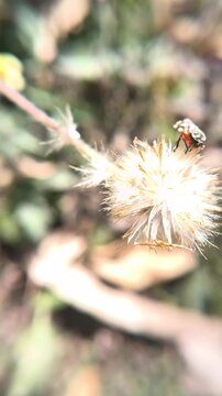 Macro video of Black and red froghopper (Cercopis vulnerata) sitting on a wildflower.
