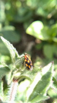 Close up of a Black and red froghopper (Cercopis vulnerata) spittlebug on a tender green herbaceous plant.