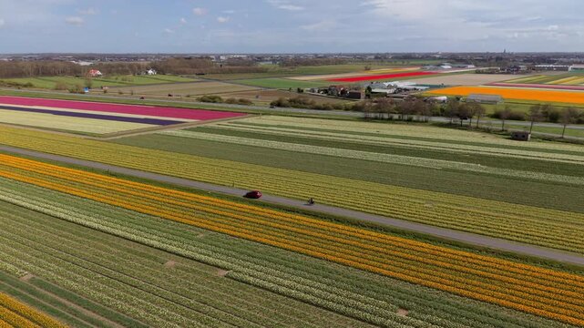 Panoramic aerial view of vast tulip and daffodil plantations. Red car driving on a narrow road between flower rows. Endless colorful fields of Holland in springtime.