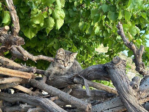 kitten sits on cut tree branches under a shady tree