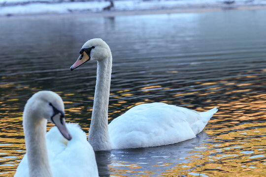 Schwan auf dem See