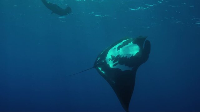 Freediver swimming alongside a giant oceanic manta ray in the deep blue sea