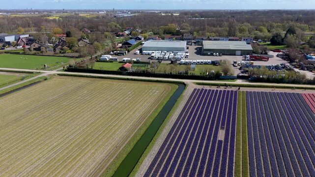 Aerial view of purple hyacinth fields and agricultural land in the Netherlands. Dutch countryside landscape featuring a canal, rural village houses, and a caravan storage facility in spring.