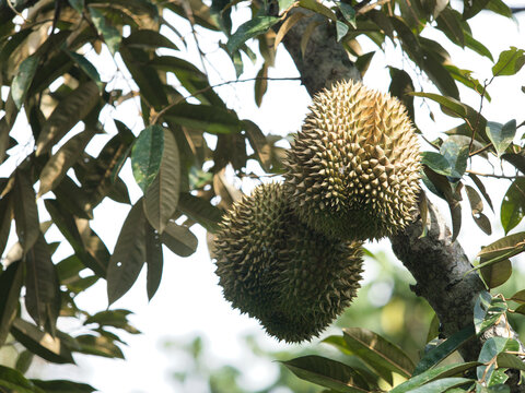 Monthong durian from a farmer's orchard has a delicious taste.