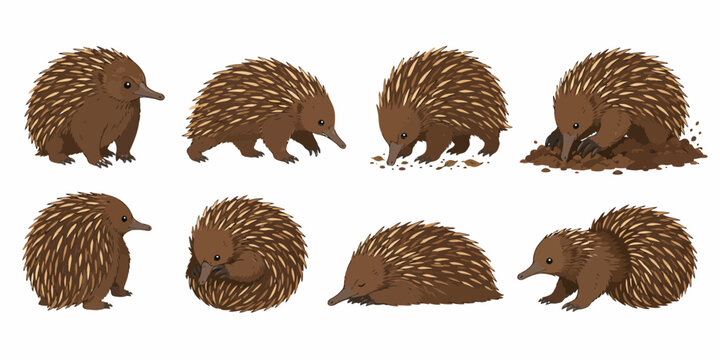 Seven brown hedgehogs dig and eat in various poses outdoors in daytime