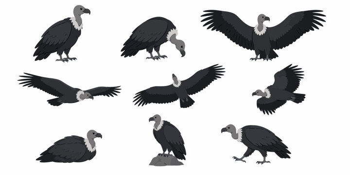 Several black vultures are flying and standing on ground in various positions.