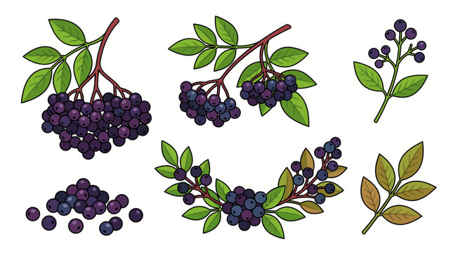 Elderberry vector illustration set featuring ripe dark purple berry clusters on branches with green leaves and individual fruits isolated on white background