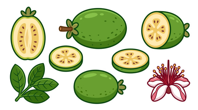 Feijoa fruit vector illustration set featuring whole green fruits cut halves round slices leaves and a flower isolated on white background