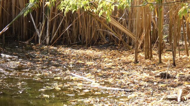 Several breeding insects flying across frame over dry foliage litter acting as ecosystem refuge. Natural lighting, Wide Shot, Environmental Awareness. Purity and Seasonal Change.