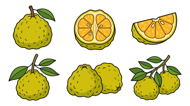 Ugli fruit cartoon illustration set with whole, halved and sliced fruits on white background
