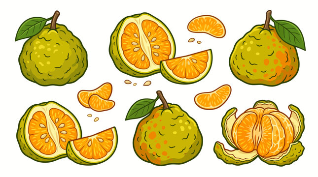 Ugli Fruit Cartoon Vector Set &ndash; Whole, Halved, Peeled, Segment, Slice, Seeds, and Leaf Isolated on White