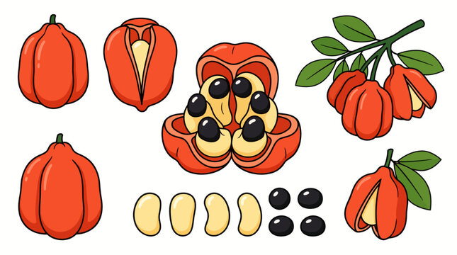 Ackee fruit vector illustration set with open pods yellow arils and black seeds isolated on a white background