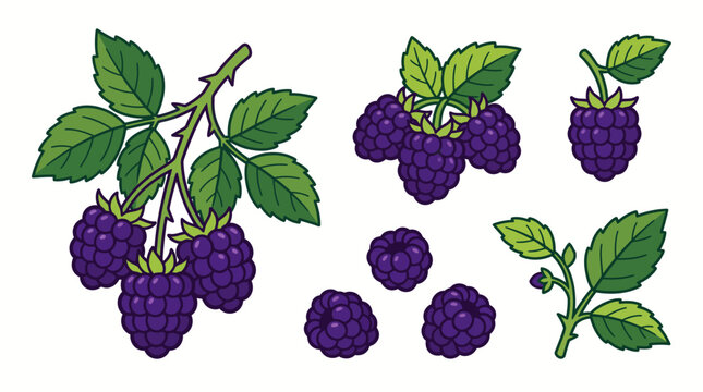 Boysenberry vector element collection featuring clusters on thorny branches individual ripe berries and green leaves isolated on white background