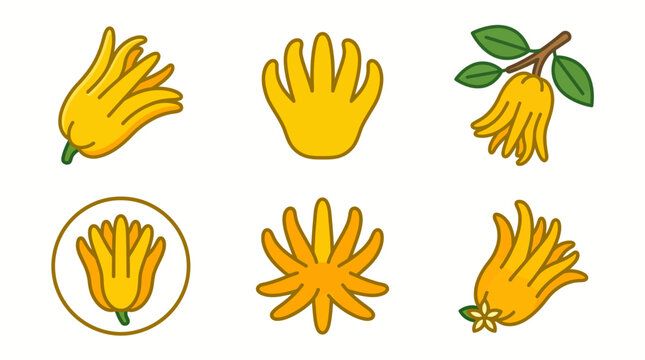 Buddha's hand fruit vector illustration set with whole fingered citron icons, green leaves, stalk, and star flower details isolated on white background