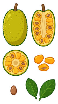 Cempedak fruit vector illustration set with whole fruit, longitudinal half, cross section slice, sweet yellow pulp pods, seed, and green leaves isolated on white background