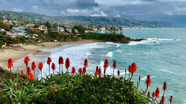 Red Flowers at Shaw's Cove
