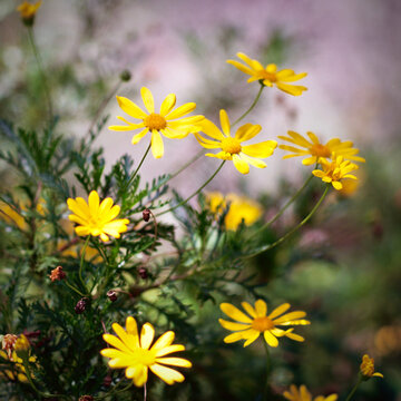 Yellow Euryops Flowers Bokeh