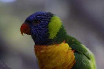 Naklejka premium closeup portrait of a colorful parrot 