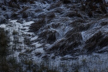 frozen swamp grass with some snow on top © A.Sh