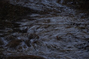 frozen swamp grass with some snow on top © A.Sh