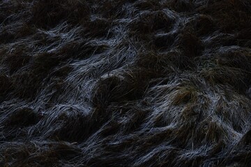 frozen swamp grass with some snow on top © A.Sh