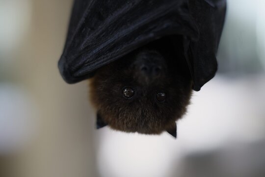 closeup of a flying fox bat
