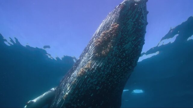 Majestic humpback whale calf swimming gracefully towards the ocean surface in clear blue water