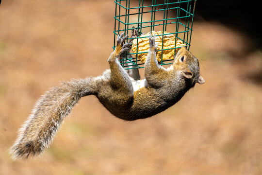 Squirrel hangs from a suet cage