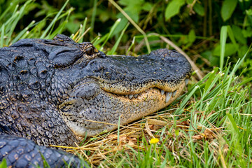 Fototapeta premium closeup of American alligator head