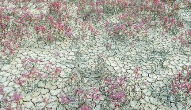 Seablite or sea asparagus it thrives in dry, muddy, salt-rich soil and is often found behind mangrove forests or on open plains. The plant turns red or purple in the autumn when mature.