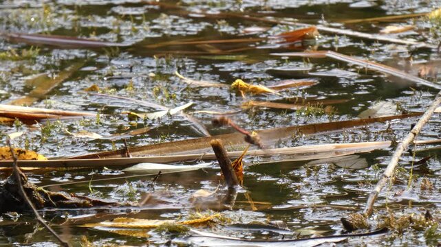 Group of red dragonflies (Sympetrum) breeding and flying rapidly over shallow swamp pond water. Natural lighting, Close-Up, Tiny World. Survival Instinct and Interconnection.