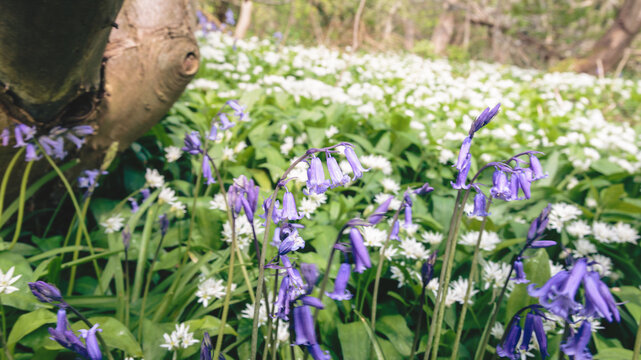 Morpeth&rsquo;s Woodland Carpet: Bluebells and Wild Garlic in Spring Light, Blue Bell Woods, Morpeth, Northumberland. 