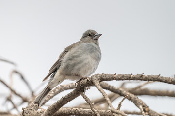 Fototapeta premium Close-up Tenerife Blue Chaffinch sitting on top branch of tree