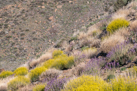 Succulent plants in dry volcanic landscape around La Ruleta Vista Point Tenerife
