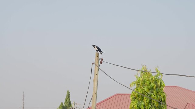Pied crow perching on wooden utility pole with insulators and cables in Accra, Ghana, black and white corvid with distinctive plumage on African urban wildlife day