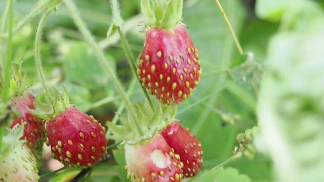 Juicy strawberries hang from lush green plants, basking in sunlight, signaling that late spring is the perfect time for harvesting.
