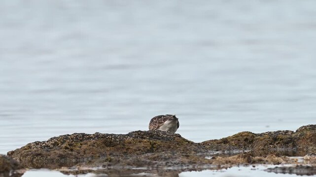 Common ringed plover (Charadrius hiaticula) searching tidal pools in Bajamar Tenerife Canary Islands