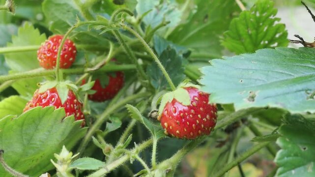 Juicy strawberries hang from lush green plants, basking in sunlight, signaling that late spring is the perfect time for harvesting.