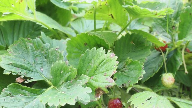 Juicy strawberries hang from lush green plants, basking in sunlight, signaling that late spring is the perfect time for harvesting.