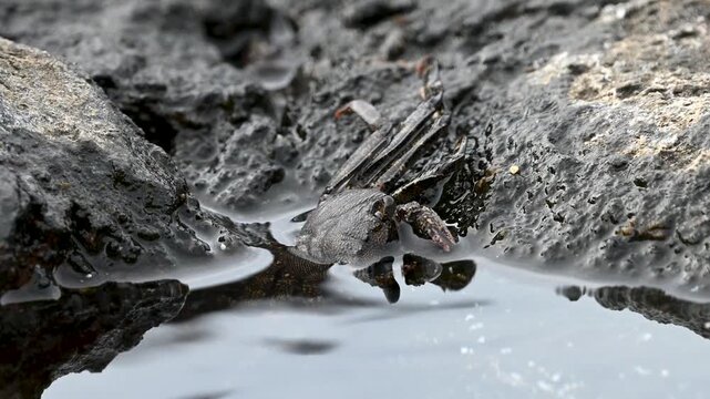 East Atlantic Sally Lightfoot crab on volcanic rocks in Bajamar Tenerife