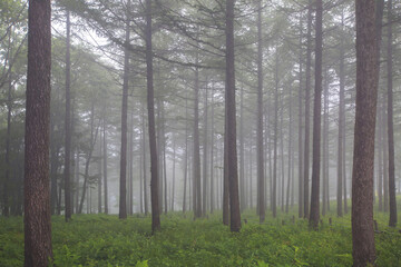 Fototapeta premium 만항재,함백산,강원도