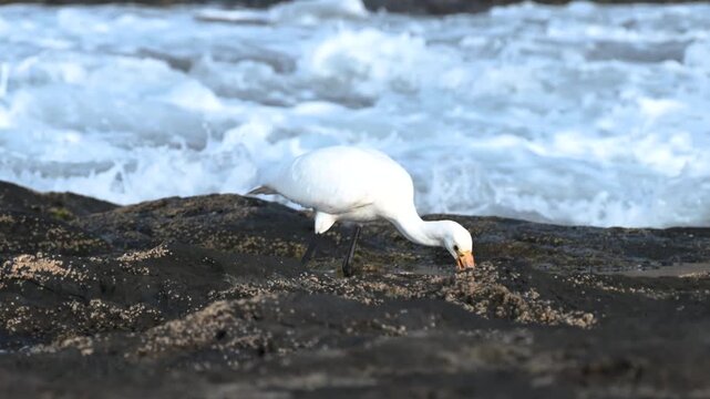 Eurasian Spoonbill feeding in shallow coastal water with ocean waves in Tenerife