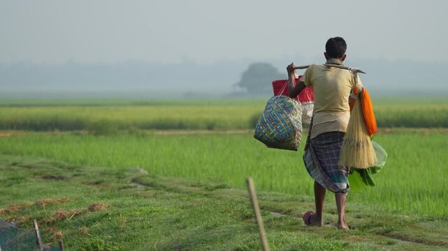 Bogura, Bangladesh - 23 September 2023: View of a man walking through lush green rice fields while carrying baskets and supplies on a shoulder pole in the rural countryside.
