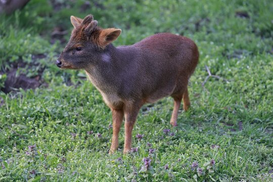 pudu deer closeup