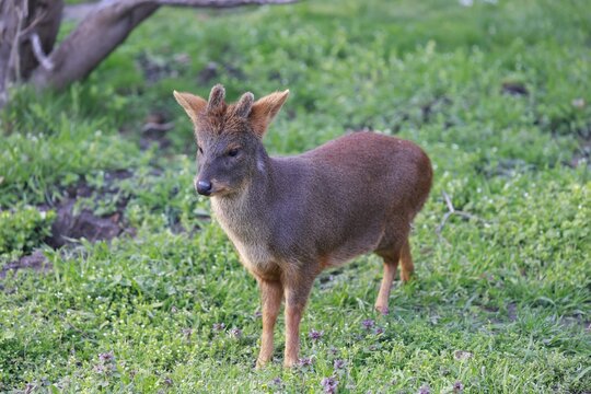pudu deer closeup
