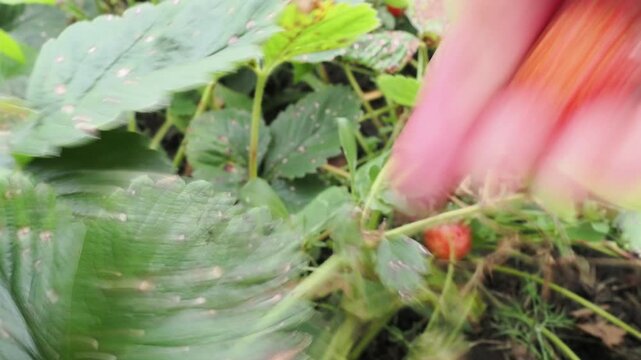 Juicy strawberries hang from lush green plants, basking in sunlight, signaling that late spring is the perfect time for harvesting.