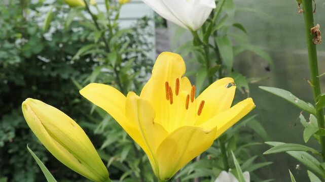 Beautiful flowers in nature: red roses, white lilies. 0flower garden row of dense blooming orange marigold flowers on green plants