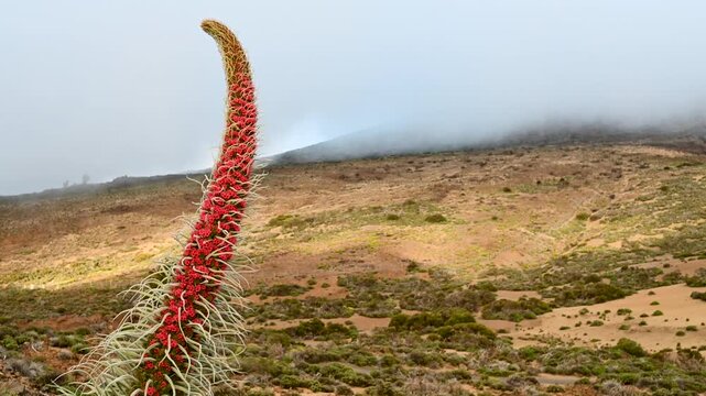 Tajinaste endemic plant in Teide volcanic landscape with low clouds at golden hour